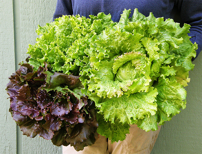 Crunchy Lettuce Trio - Blush Batavians