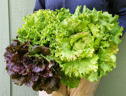 Crunchy Lettuce Trio - Blush Batavians