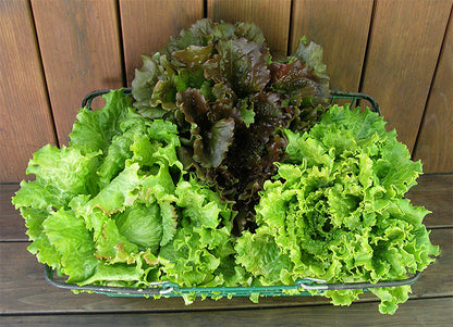 Crunchy Lettuce Trio - Blush Batavians