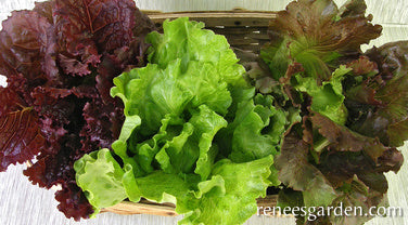 Crunchy Lettuce Trio - Blush Batavians