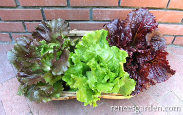Crunchy Lettuce Trio - Blush Batavians
