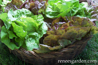 Crunchy Lettuce Trio - Blush Batavians