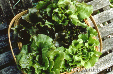 Crunchy Lettuce Trio - Blush Batavians