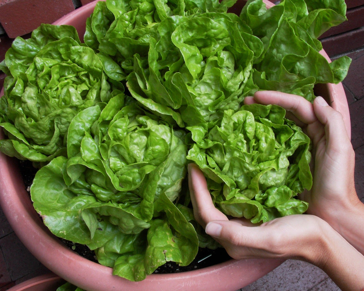 Container Lettuce - Garden Babies Butterhead