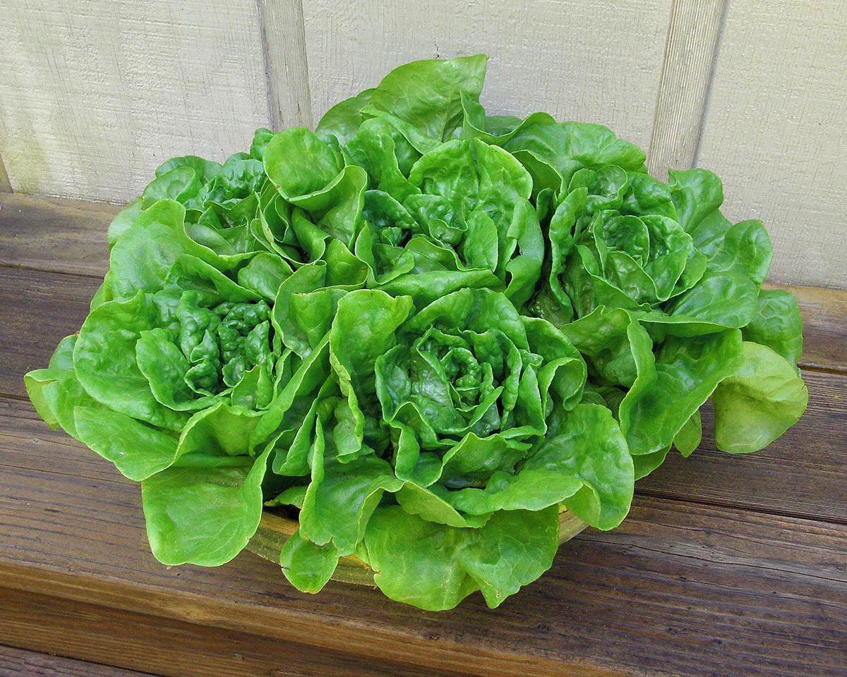 Container Lettuce - Garden Babies Butterhead
