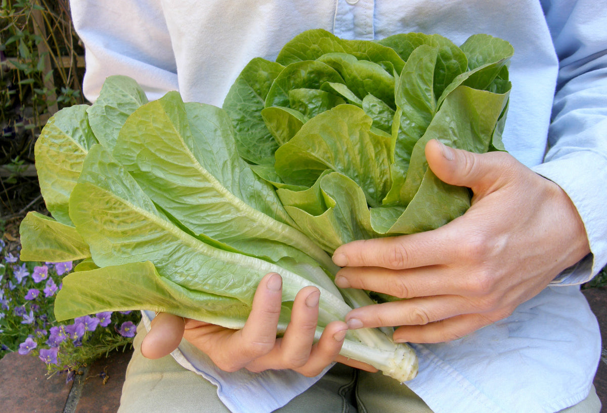 Container Lettuce - Sweetie Baby Romaine
