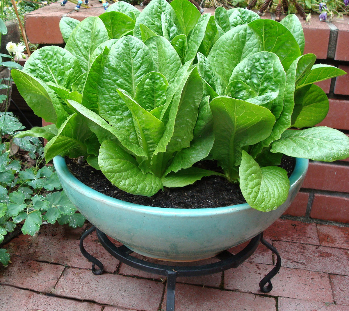 Container Lettuce - Sweetie Baby Romaine