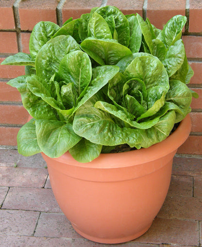 Container Lettuce - Sweetie Baby Romaine