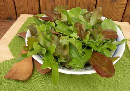 Baby Mesclun Lettuces - Cut and Come Again