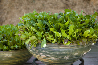 Baby Mesclun Lettuces - Cut and Come Again