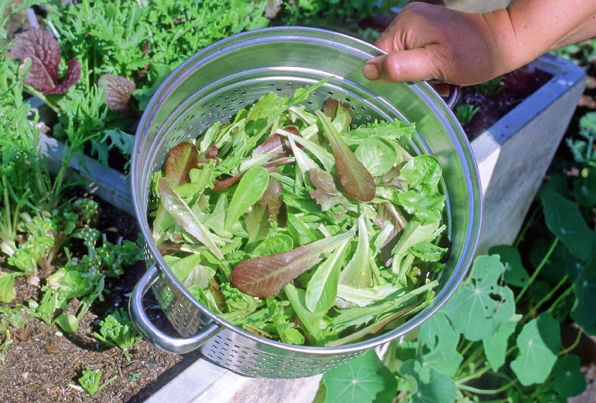 Baby Mesclun Lettuces - Cut and Come Again