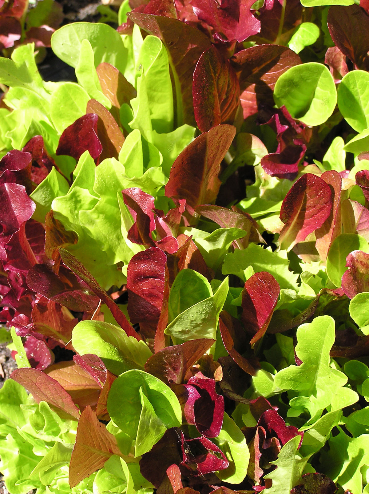 Farmers Market Blend - Sweet Greens & Reds