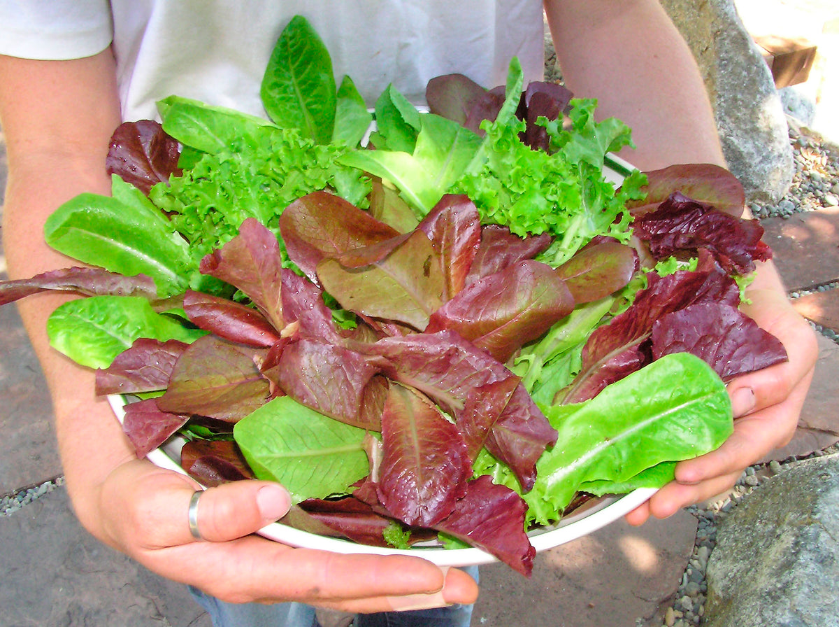 Farmers Market Blend - Sweet Greens & Reds