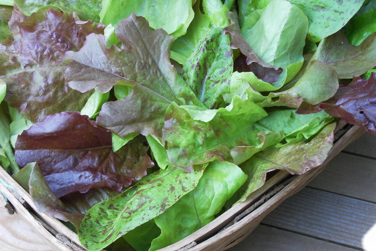 Baby Leaf Lettuce - Heirloom Cutting Mix