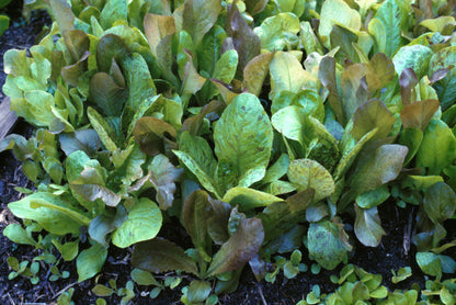Baby Leaf Lettuce - Heirloom Cutting Mix