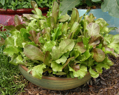Baby Mesclun Lettuces - Cut and Come Again