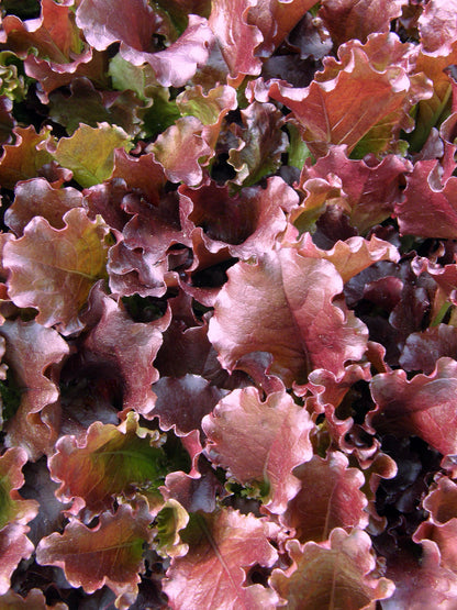 Cutting Lettuce - Sea of Red