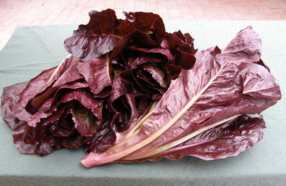 Cutting Lettuce - Sea of Red