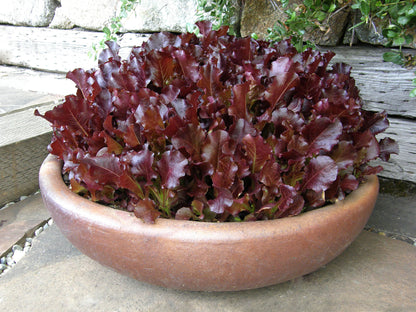Cutting Lettuce - Sea of Red