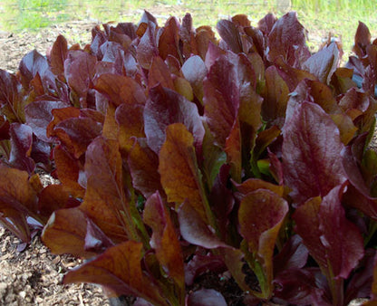 Cutting Lettuce - Sea of Red