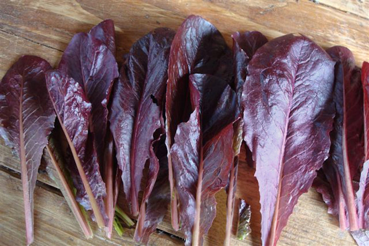 Cutting Lettuce - Sea of Red