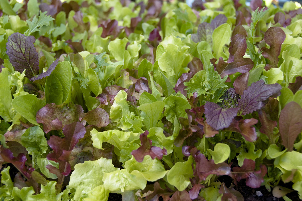 Signature Salads - Wine Country Mesclun