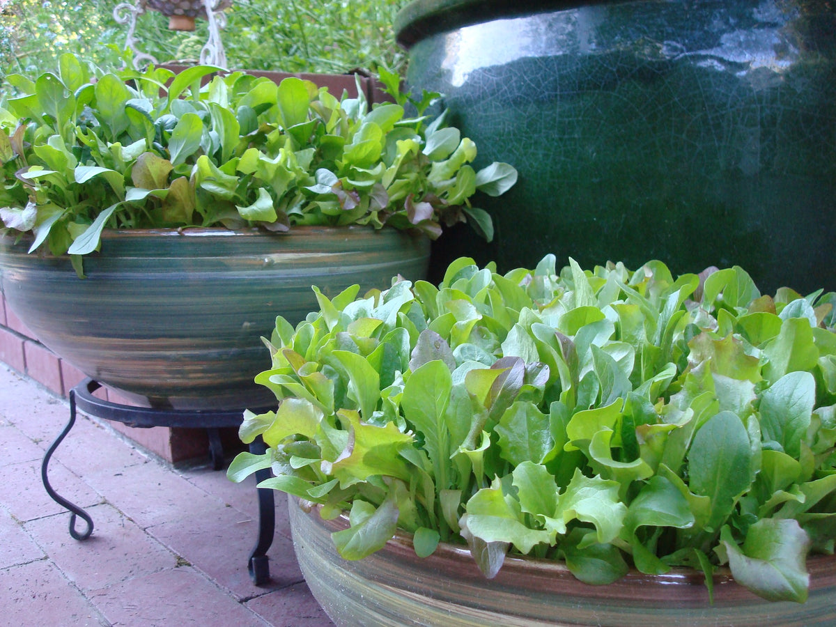 Signature Salads - Wine Country Mesclun