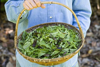 Signature Salads - Wine Country Mesclun