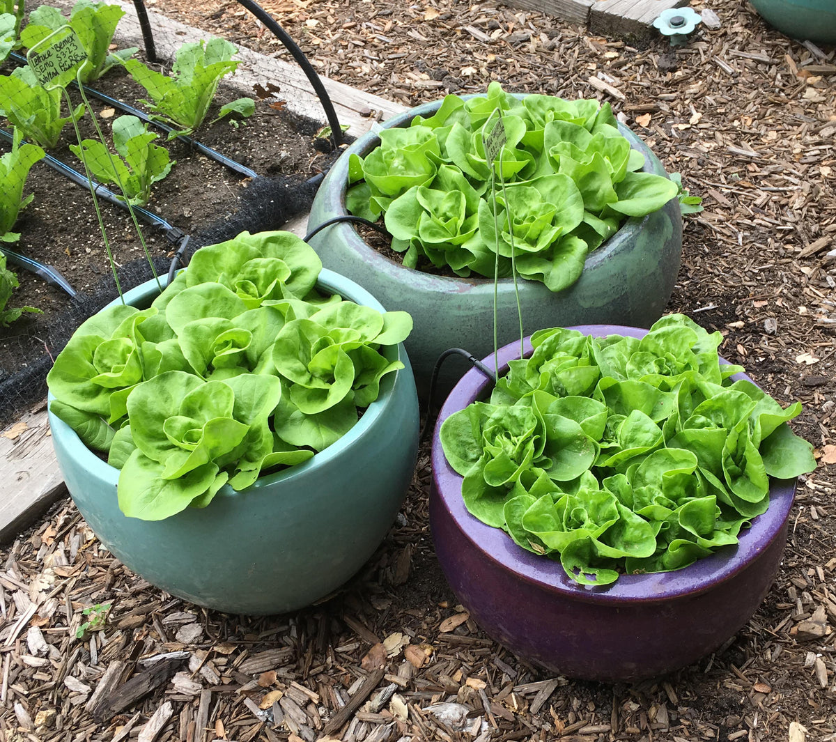 Container Lettuce - Garden Babies Butterhead