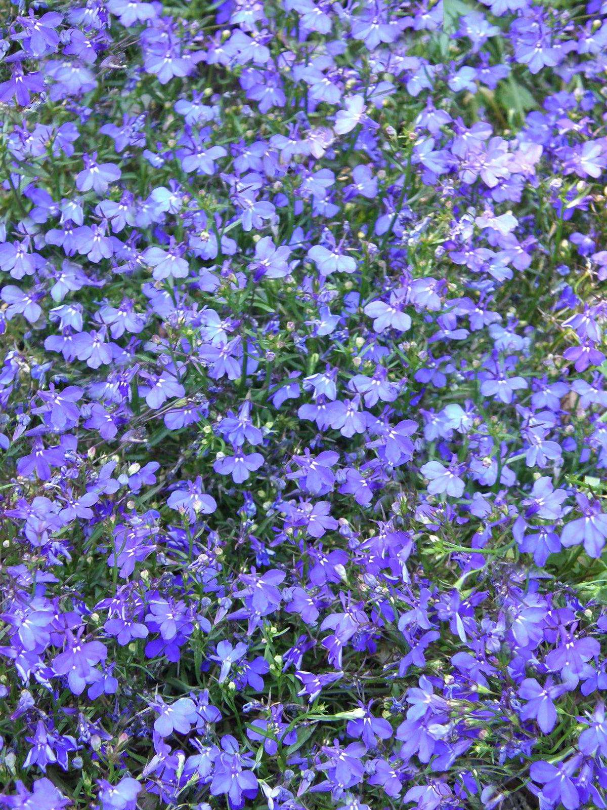 Windowbox Lobelia - Blue Heaven