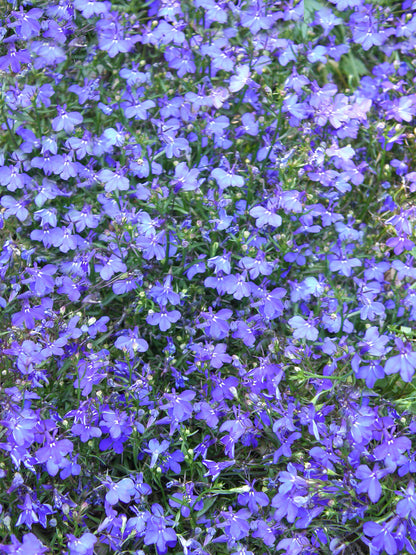 Windowbox Lobelia - Blue Heaven