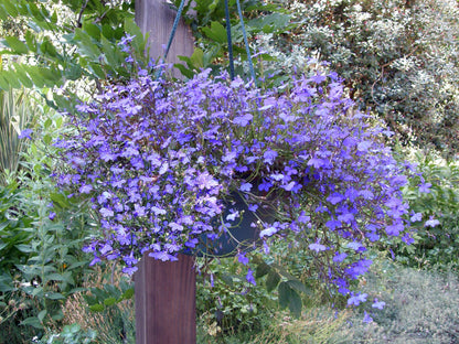 Windowbox Lobelia - Blue Heaven