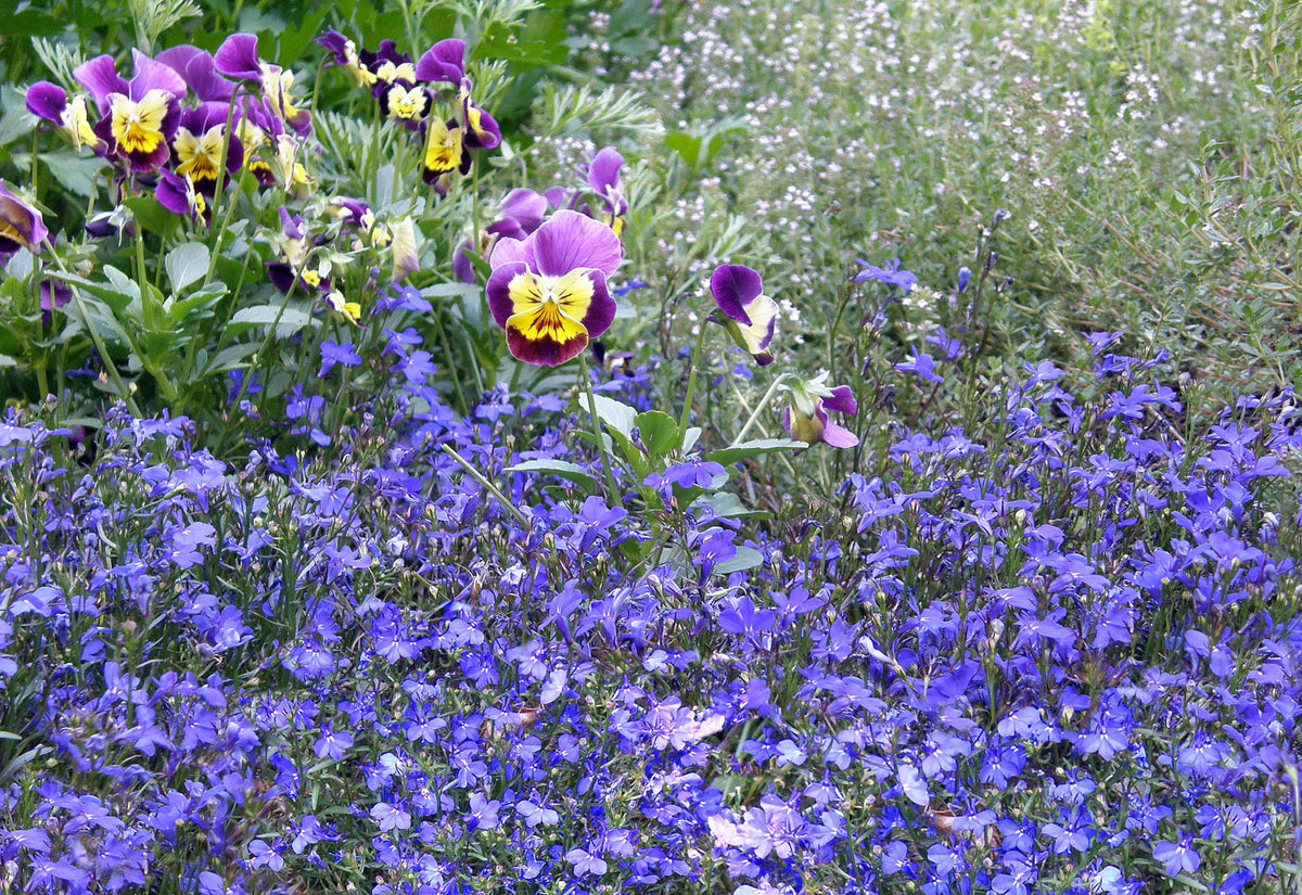 Windowbox Lobelia - Blue Heaven