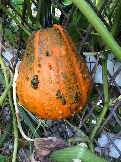 Giant Harvest Gourds - Lunch Lady