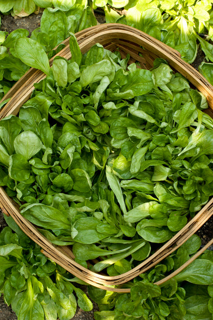 Specialty Salads - Gala Mâche