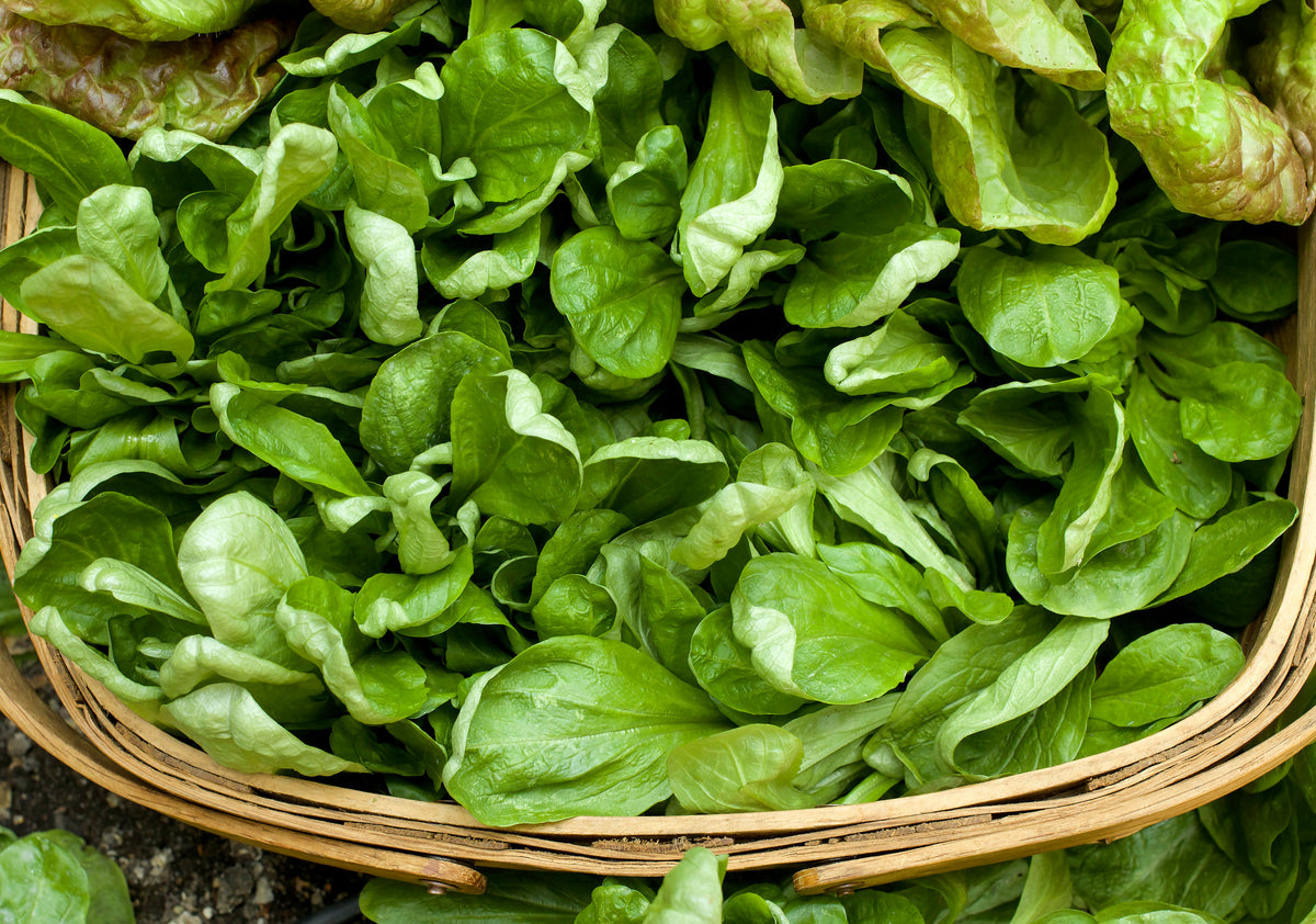 Specialty Salads - Gala Mâche