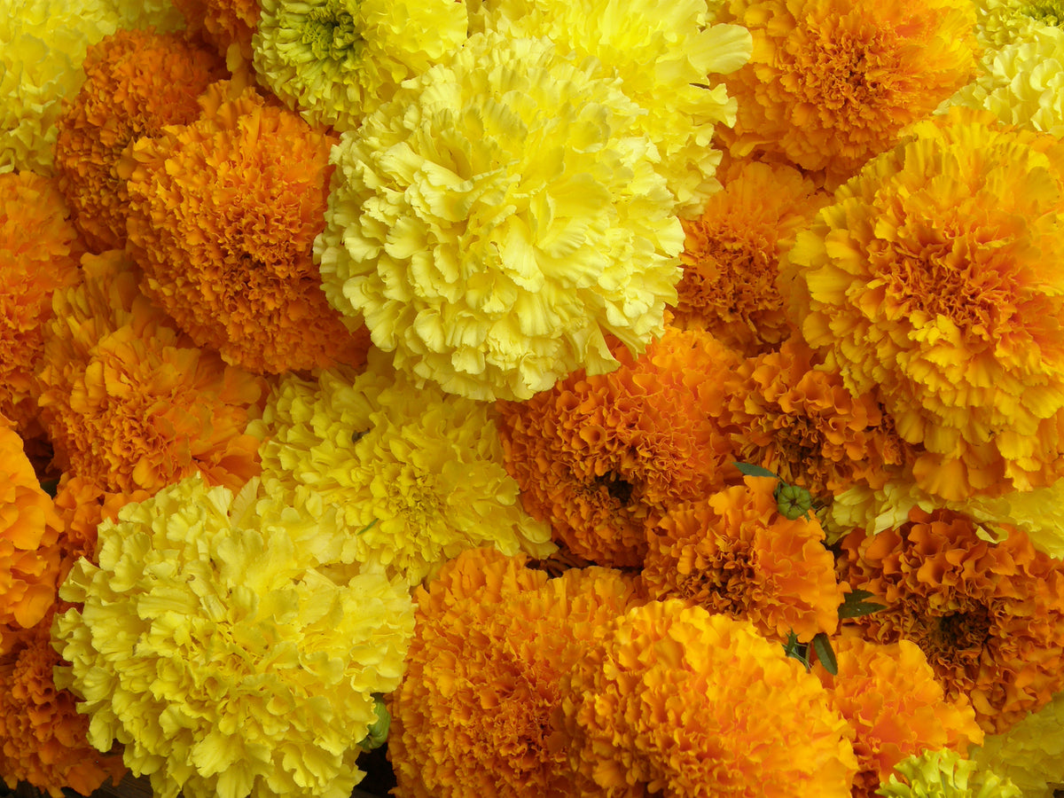 Giant Bouquet Marigolds - Orange & Yellow Beast