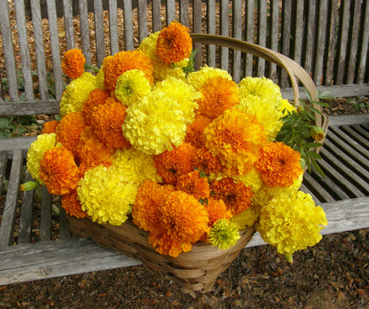 Giant Bouquet Marigolds - Orange & Yellow Beast