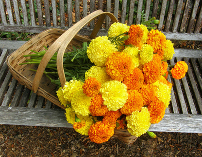 Giant Bouquet Marigolds - Orange & Yellow Beast