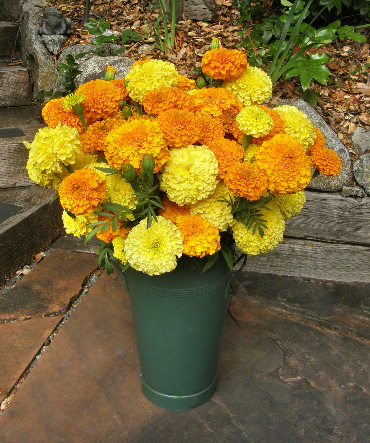 Giant Bouquet Marigolds - Orange & Yellow Beast