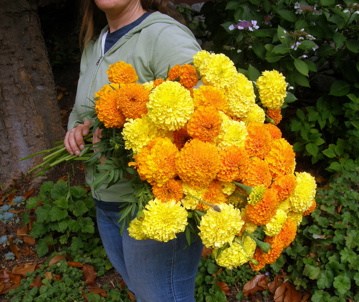 Giant Bouquet Marigolds - Orange & Yellow Beast