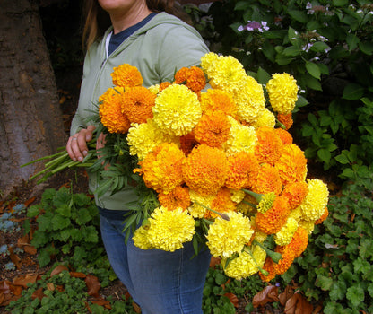 Giant Bouquet Marigolds - Orange & Yellow Beast