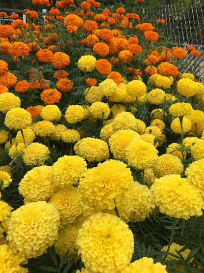 Giant Bouquet Marigolds - Orange & Yellow Beast