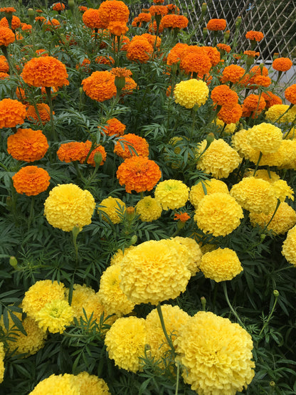 Giant Bouquet Marigolds - Orange & Yellow Beast