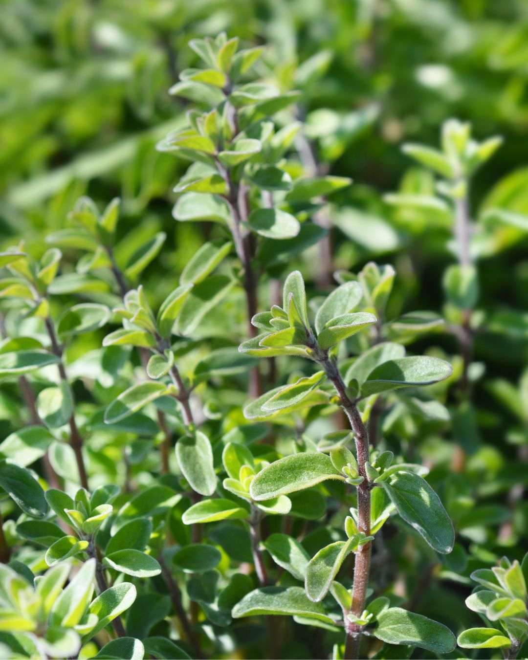 Heirloom Herbs - Sweet Marjoram