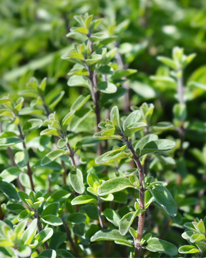 Heirloom Herbs - Sweet Marjoram