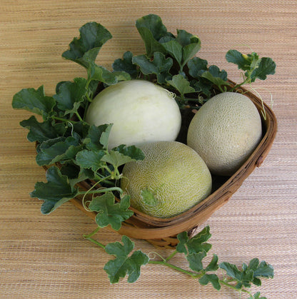 Three Flavor Melons - Galia, Honeydew & Cantaloupe