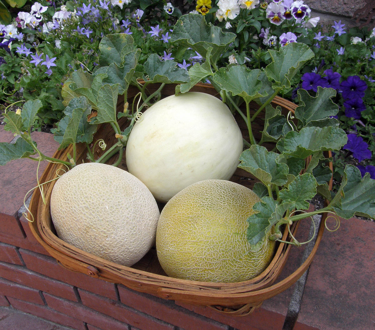 Three Flavor Melons - Galia, Honeydew & Cantaloupe