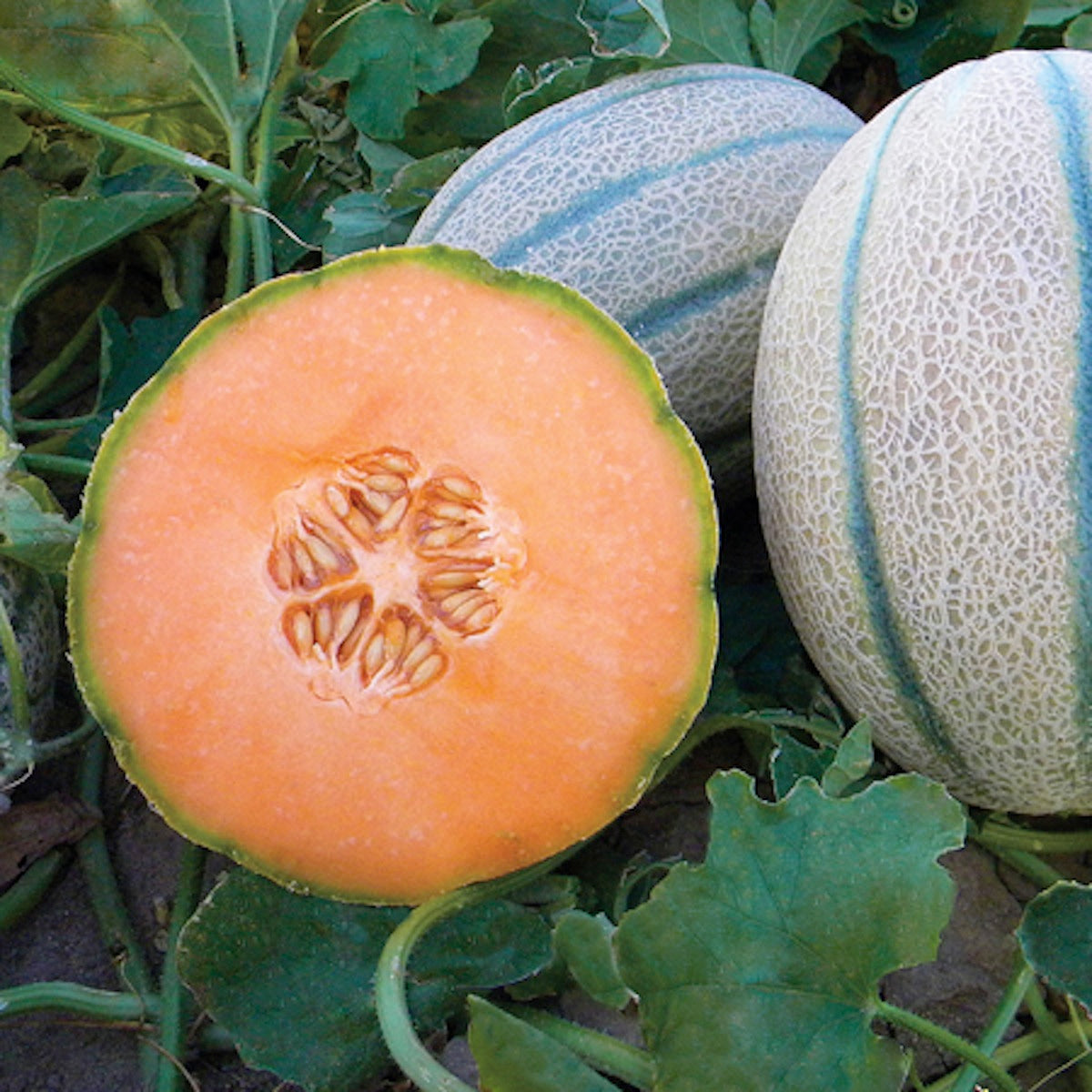 Gourmet Tuscan Melon - Napoli