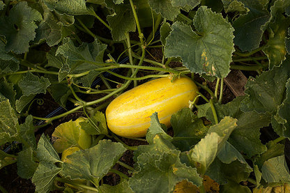 Asian Melons - Golden Giant